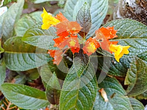 Orange flowers with yellow pistils, accompanied by purple leaves