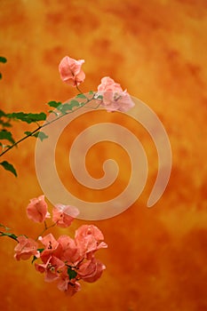 Orange flowery background