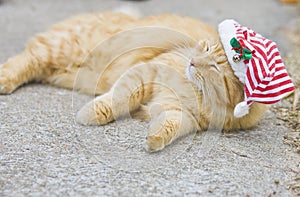 Orange fluffy cat with christmas hat