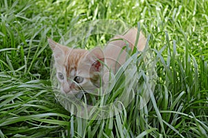 Orange fluffy kitten hiding in the green grass on a summer day