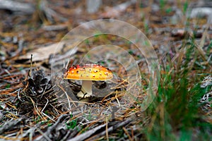 Orange fly agaric growing in the forest undergrowth with a cone lying next to it