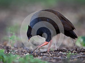 Orange-footed Scrubfowl Megapodius reinwardt in Darwin, Australia