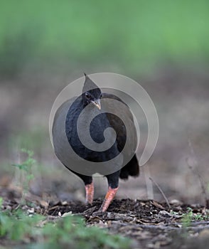 Orange-footed Scrubfowl Megapodius reinwardt in Darwin, Australia