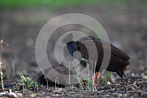 Orange-footed Scrubfowl Megapodius reinwardt in Darwin, Australia