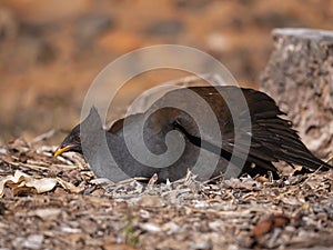 Orange footed scrubfowl sitting on nest