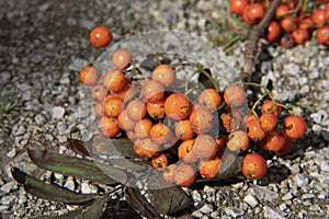 Orange Forest Berries Standing on Floor photo