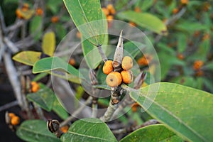 orange forest fruit