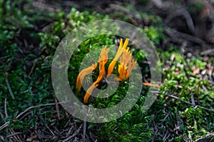 Orange forest mushroom