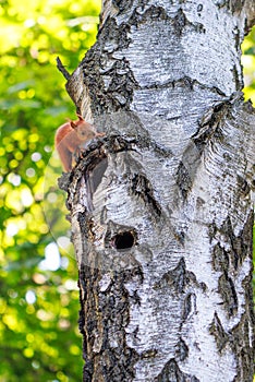 Orange forest squirrel on the trunk of an old birch near its hollow