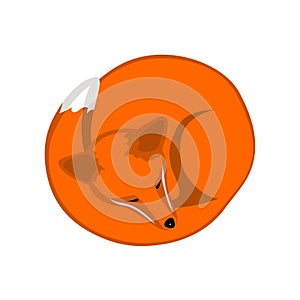 Orange fox in circle shape logo illustration vector animal tattoo
