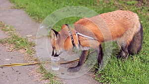 Orange fox drinks water in green park on summer day.
