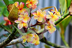 Orange Frangipanis