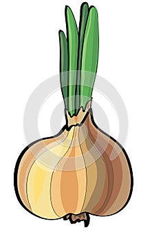 Orange fresh onion on white background.