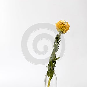 Orange fresh protea in transparent vase on the white background