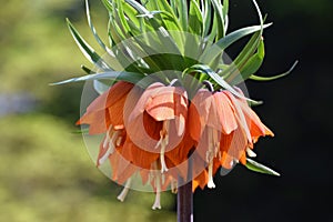 Orange fritillaria imperialis flower detail, in garden