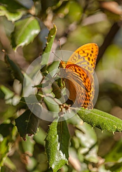 Silverwashed Fritillary Butterfly on oak leaves