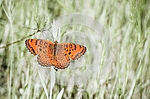 Orange fritillary butterfly in pale green background