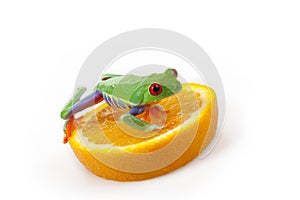 Orange frog