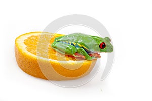 Orange frog