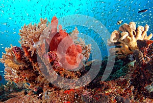 Orange frog fish.