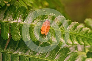 Orange froghopper sitting on a leaf