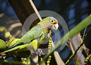 Orange-Fronted parakeet close-up photo