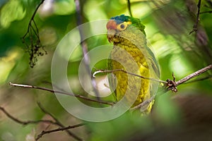 Orange-fronted Parakeet - Eupsittula canicularis or orange-fronted conure, also known as the half-moon conure, medium-sized parrot