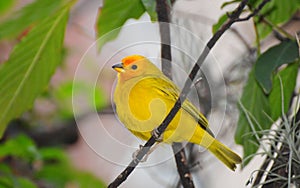 Orange-fronted Yellow Finch Sicalis columbiana