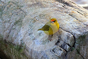 Orange-fronted Yellow-Finch Sicalis columbiana perched on a trunk and showing the orange crown on the forehead, characteristic photo