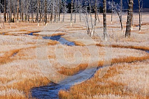 Orange Frosted Grass and Stream, Yellowstone