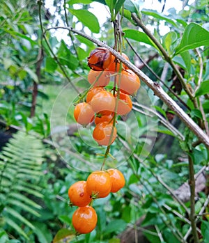 Orange fruit appears in the yard of the house after the rain