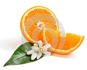 Orange fruit and blossom