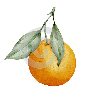 Orange Fruit Branch with leaves. Hand drawn watercolor illustration of tropical citrus Food on white isolated background