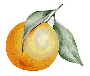 Orange Fruit Branch with leaves. Hand drawn watercolor illustration of tropical citrus Food on white isolated background