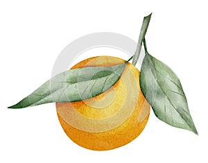 Orange Fruit Branch with leaves. Hand drawn watercolor illustration of tropical citrus Food on white isolated background