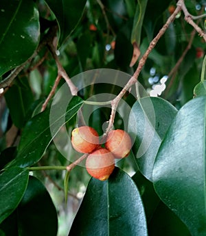 Orange fruit bush, Golden Dew Drop, Duranta erecta photo