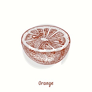 Orange fruit cut half. Ink doodle drawing