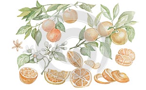 Orange fruit drawn in watercolor set separately on a white photo