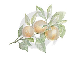 Orange fruit drawn in watercolor set separately on a white background juice leaves fruit exotic orange color photo