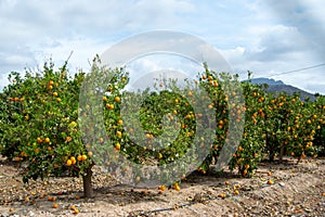 orange fruit field