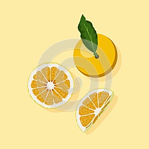 Orange fruit free vector illustrations