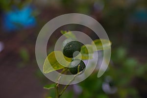 Orange fruit with the green orange leaf, orange tree in the garden