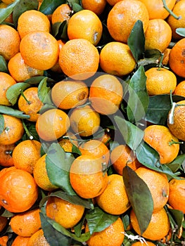 Orange fruit with green leaves on top view. Home gardening. Fresh mandarin oranges fruit or tangerines with leaves, as background