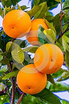 Orange Fruit Growing in a Tree