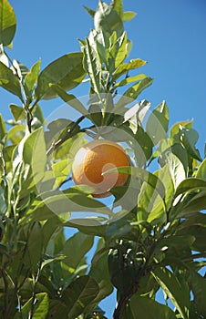 Orange fruit hanging from a tree