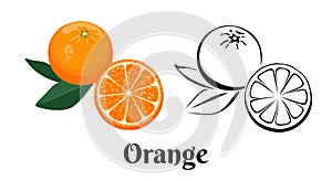 Orange fruit icon set isolated on white background. Color illustration of ripe citrus with  green leaf and black and white contour