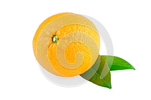 Orange Fruit