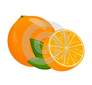 Orange fruit. Oranges that are segmented on a white background, juicy seasonal fruits, citrus. Vector illustration.