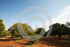 Orange fruit orchard