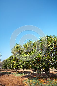 Orange fruit orchard
